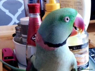 Parrots birds Alexadrene parrot - Advert 1