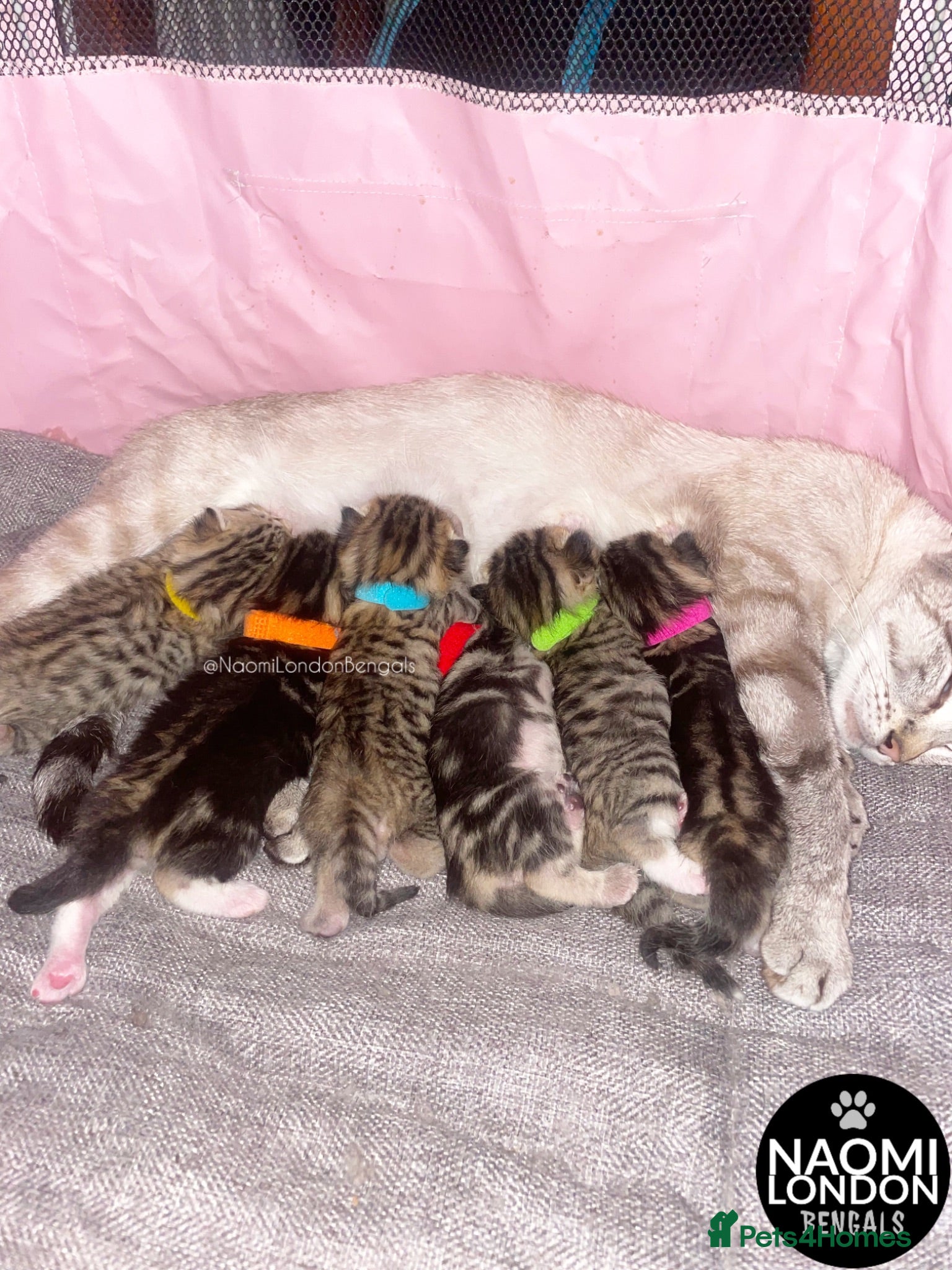 Bengal cats ⭐️ BENGAL KITTENS FOR SALE! ⭐️ 🩷❤️🧡💛💚🩵 - Advert 1