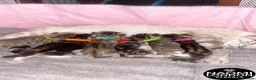 Bengal cats for sale: 🌈 BENGAL KITTENS FOR SALE! 🌈 🩷❤️🧡💛💚🩵 - Advert 1