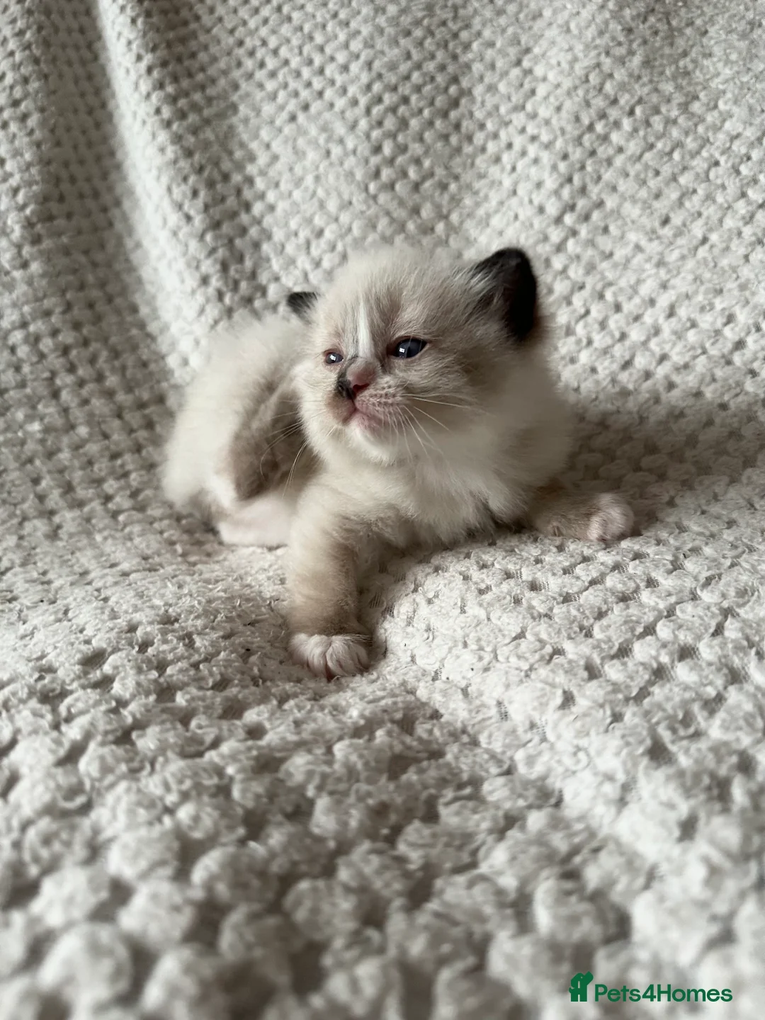 Ragdoll cats for sale: Purebred ragdoll kittens  - Advert 2