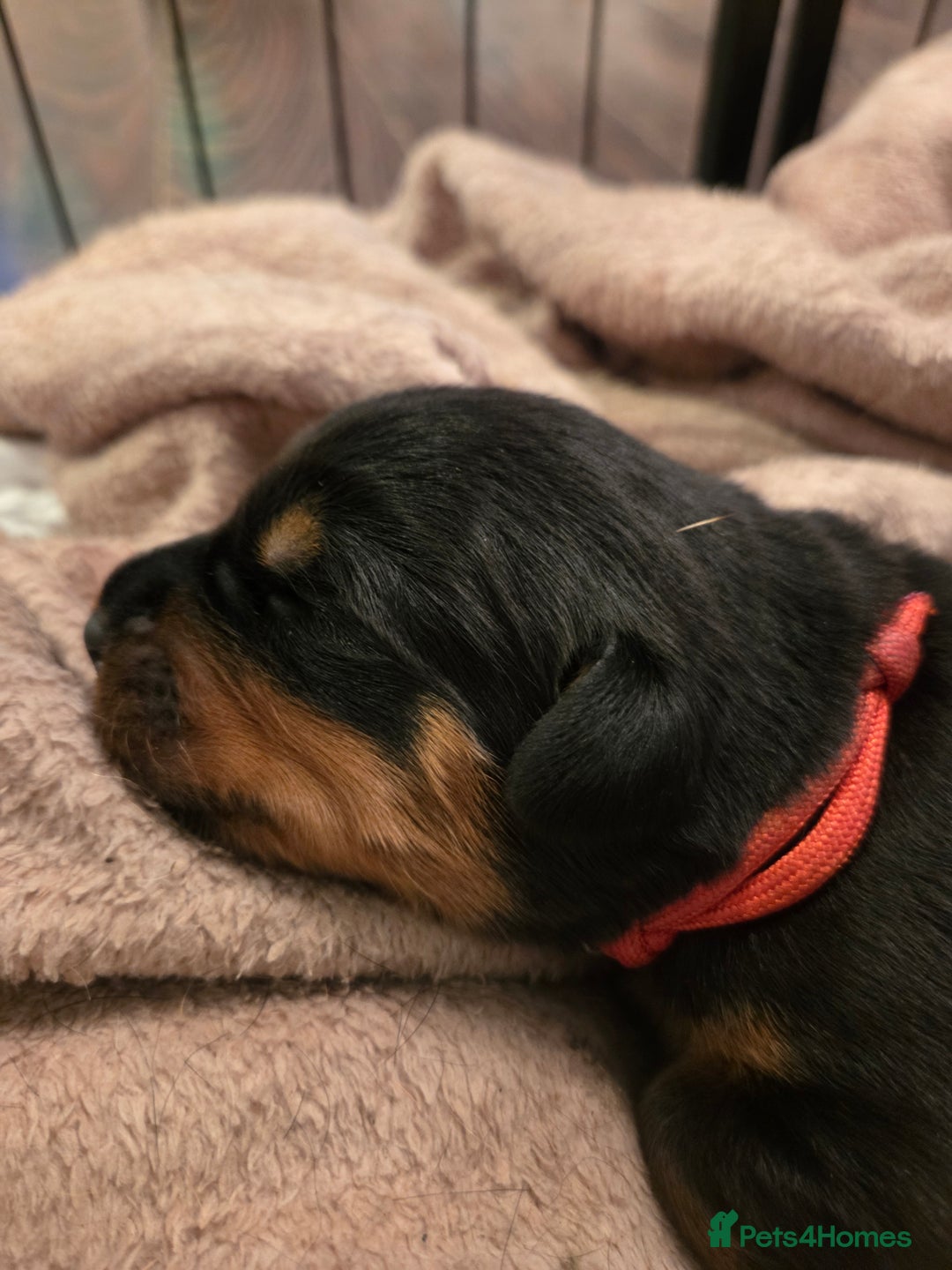 Rottweiler dogs for sale: KC & Fully Health Tested Rottweiler Puppies - Image 6