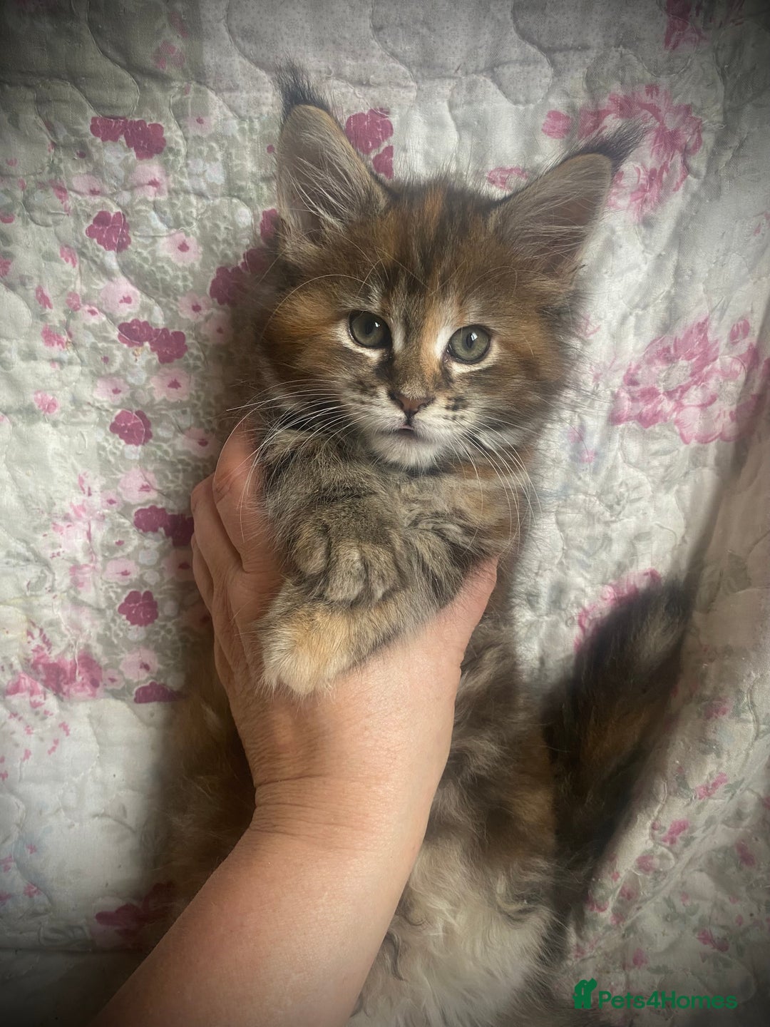 Maine Coon cats for sale: Full Maine Coon kittens Parents fully tested - Advert 7