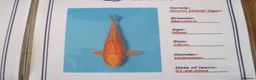 Koi Carp fish for sale: 3 Nice Japanese Bred Koi Carp - Advert 4