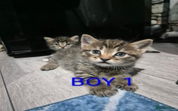 Mixed Breed cats for sale: kittens - Image 19