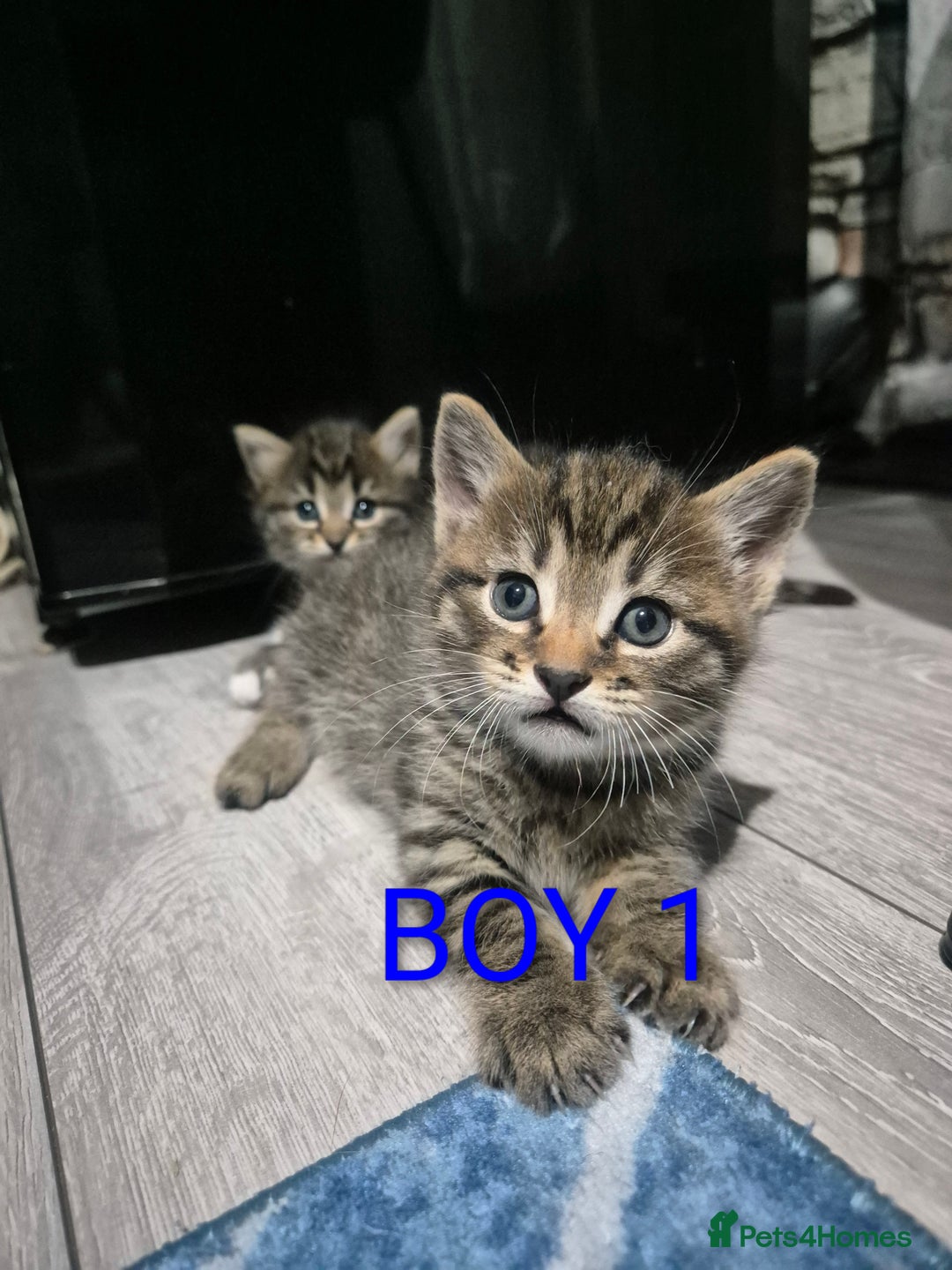 Mixed Breed cats for sale: kittens - Image 19