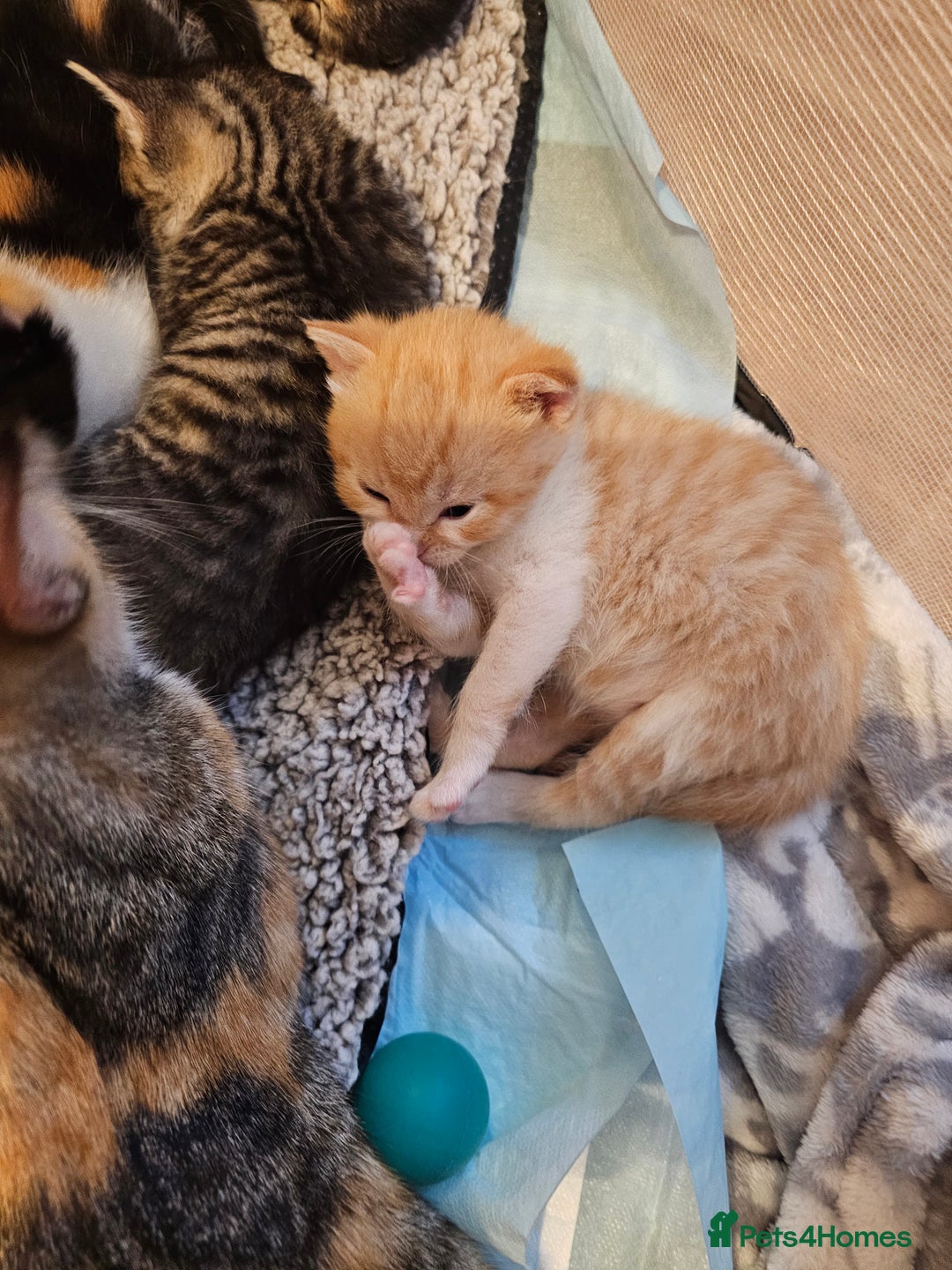 Mixed Breed cats for sale: Mixed breed kittens. Ready to be re-homed in Feb. - Advert 9