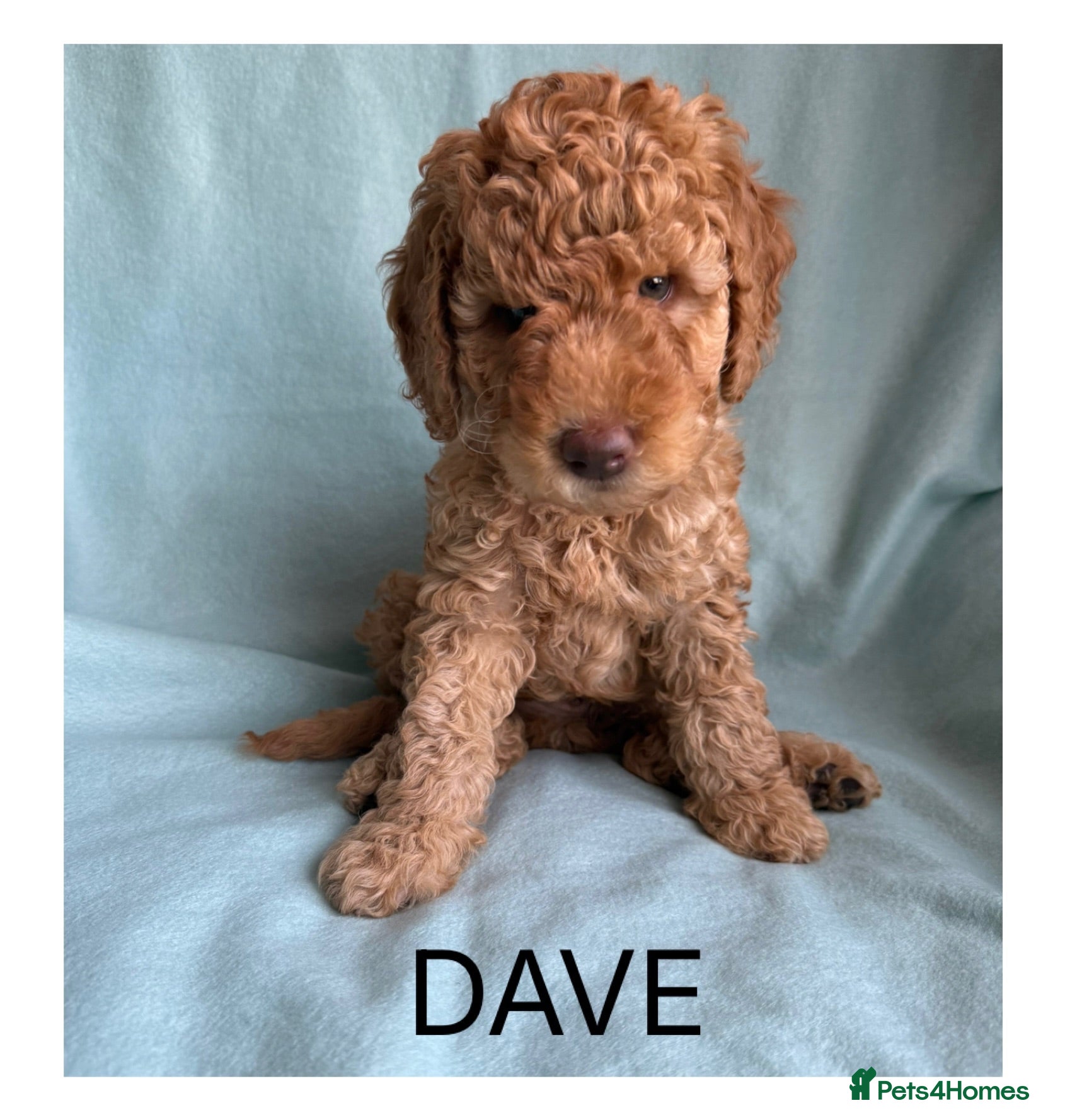 Mixed Breed dogs Multigen Double Labradoodles ( only 1 boy left ) - Advert 2