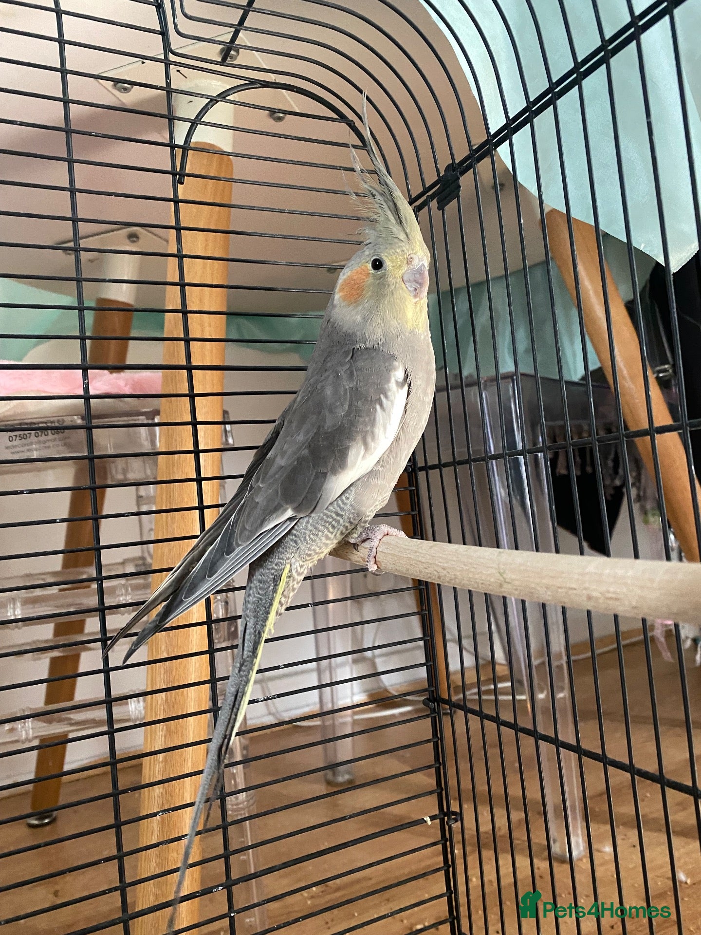 Cockatiels birds Female Grey Cockatiel - Advert 2