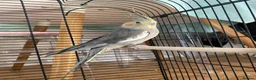 Cockatiels birds for sale: Female Grey Cockatiel in London - Advert 1