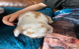Mini Lop rabbits for sale: Mini lop for sale - Image 4