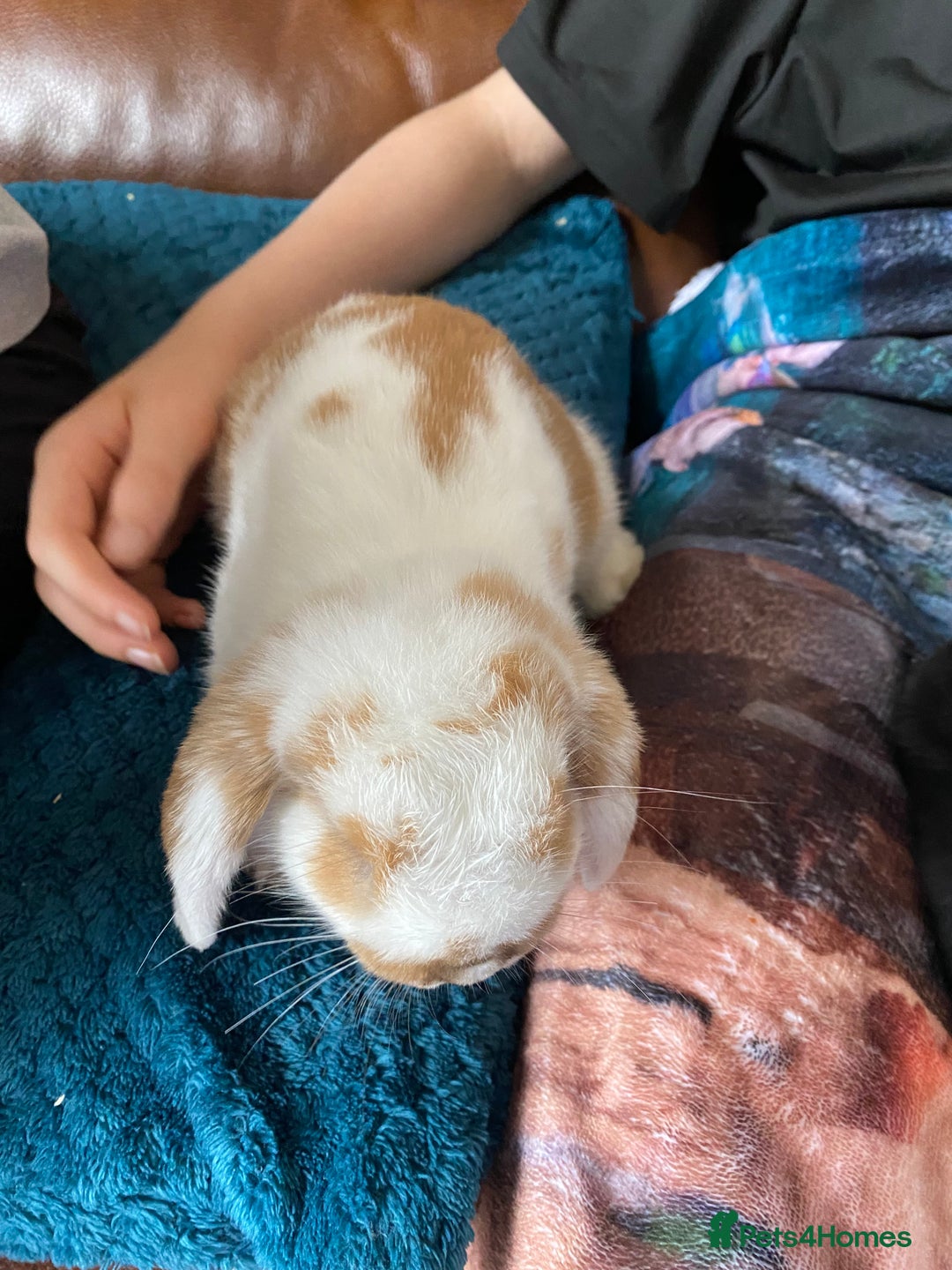 Mini Lop rabbits for sale: Mini lop for sale - Image 4