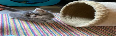 Maine Coon 1