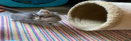 Maine Coon cats for sale: Stunning bundles of fluff and mischief - Advert 5