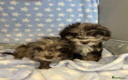 Cockapoo dogs for sale: 5 cockapoo boys for sale - Image 5