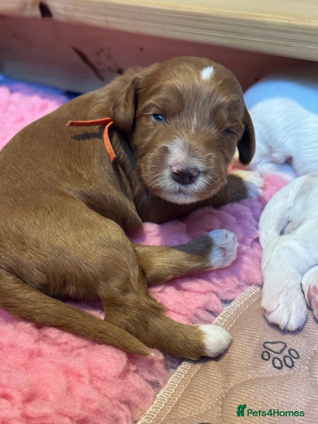 Australian Labradoodle dogs for sale: Pure Multigen Australian Labradoodle Puppies - Image 22