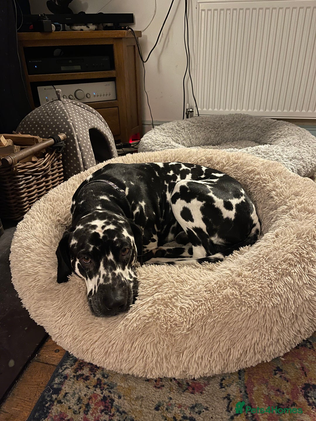 Dalmatian dogs for stud: Extra spotty stud Dalmatian 🐾 KC registered - Advert 7