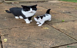 Domestic Shorthair cats for sale: Adorable Kittens Looking for a Loving Home, 🏡 - Image 19