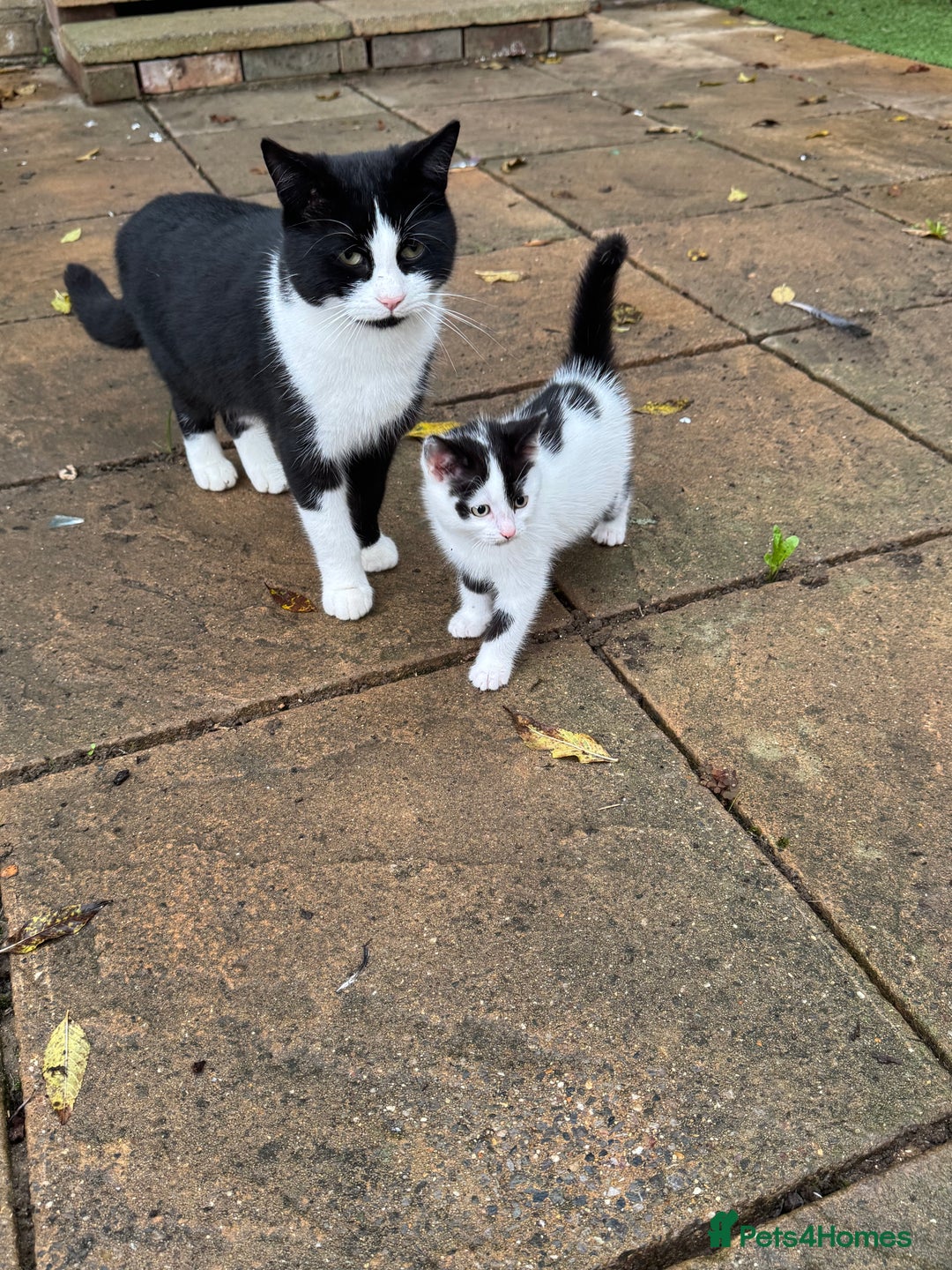 Domestic Shorthair cats for sale: Adorable Kittens Looking for a Loving Home, 🏡 - Image 19