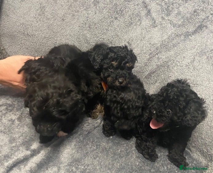 Cockapoo dogs Very poodly F1B Toy cockapoo pups  - Advert 13