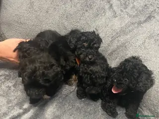 Cockapoo dogs Very poodly F1B Toy cockapoo pups - Advert 13