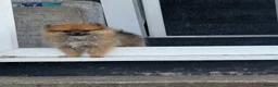 Pomeranian dogs for sale: Tiny Pomeranian Puppies🏡👀  - Advert 5