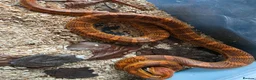 Corn Snake reptiles for sale: Adult male het scaleless palmetto anery  - Advert 6