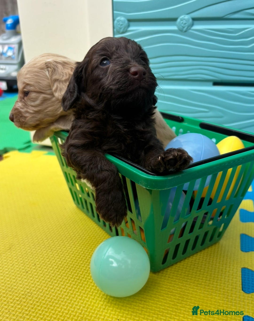 Cockapoo dogs for sale: DNA CLEAR F1  choc, merle, champagne, black - Image 3
