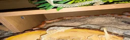 Corn Snake reptiles for sale: Corn snake in Stanley - Advert 2