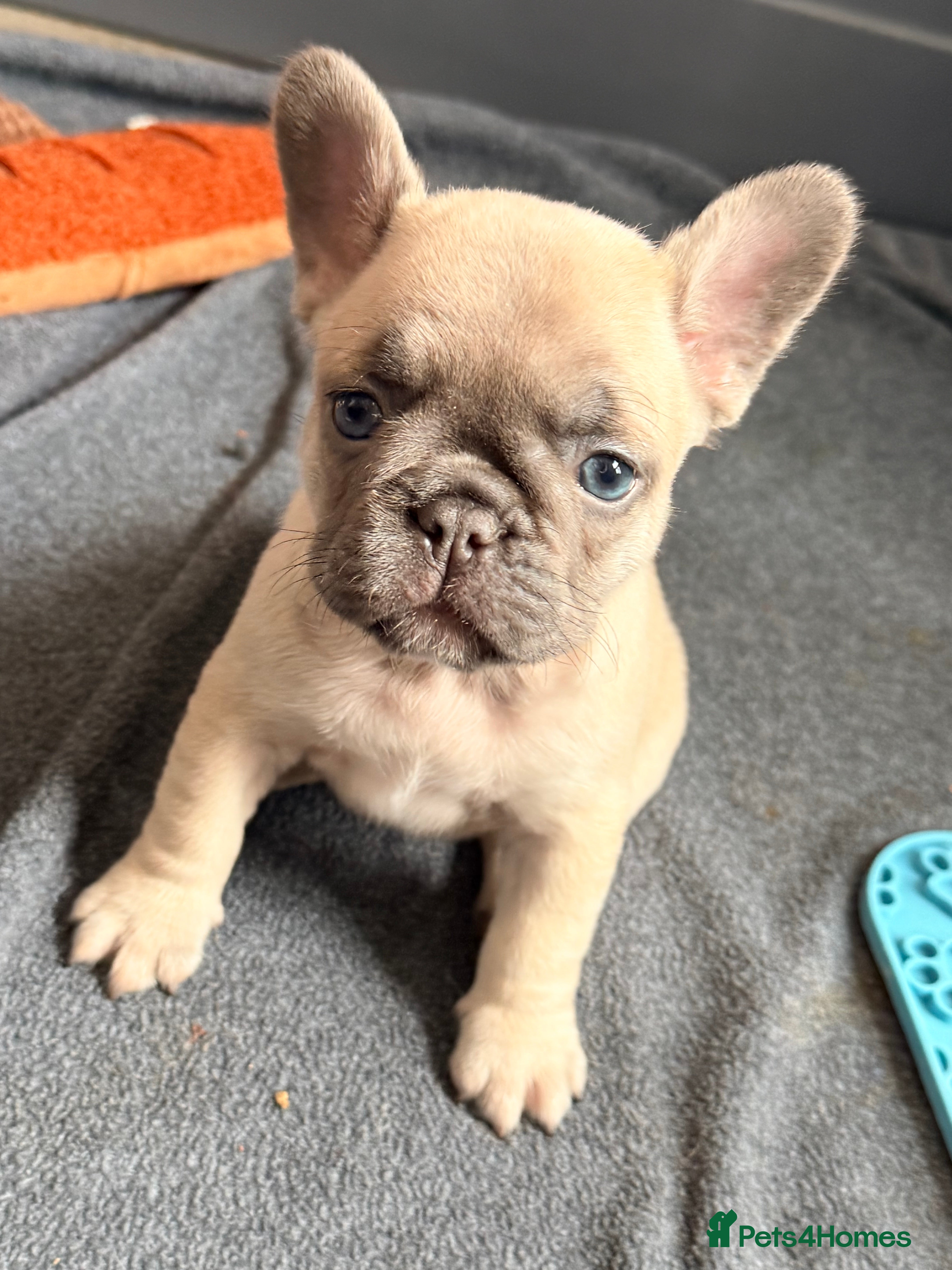 French Bulldog dogs 🩷 last girl from litter of healthy French Bulldog - Advert 13