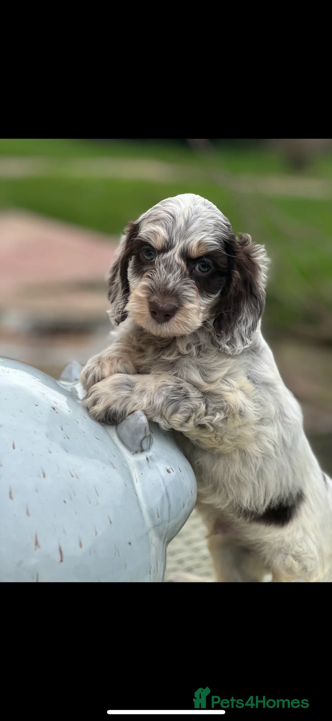 Cockapoo dogs for sale: Fabulous F1 cockapoos - Advert 13