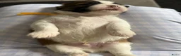 Lhasa Apso dogs for sale: Stunning litter of Lhasa apso puppies  - Advert 4