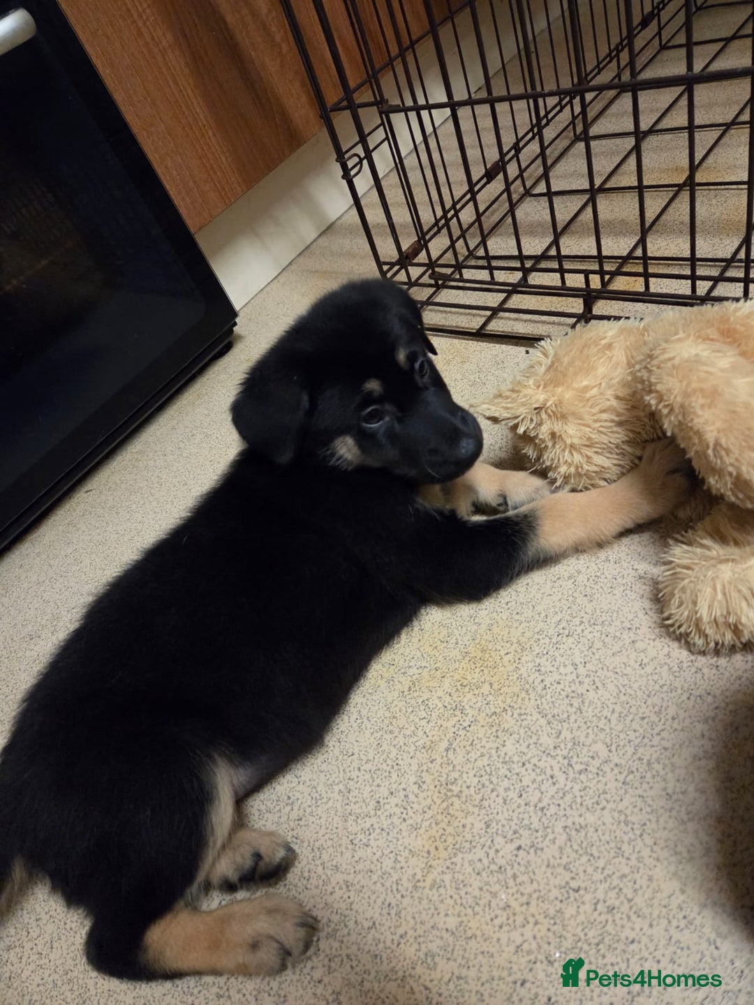 Mixed Breed dogs for sale: Female - Advert 5