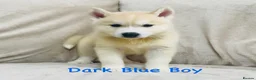 Siberian Husky dogs for sale: Stunning husky puppies - RARE white/cream  - Advert 11