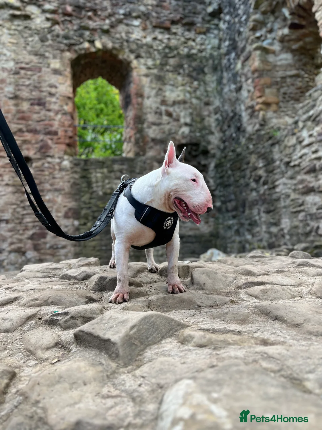 English Bull Terrier dogs for stud: Amazing boy for stud in Liverpool - Advert 16