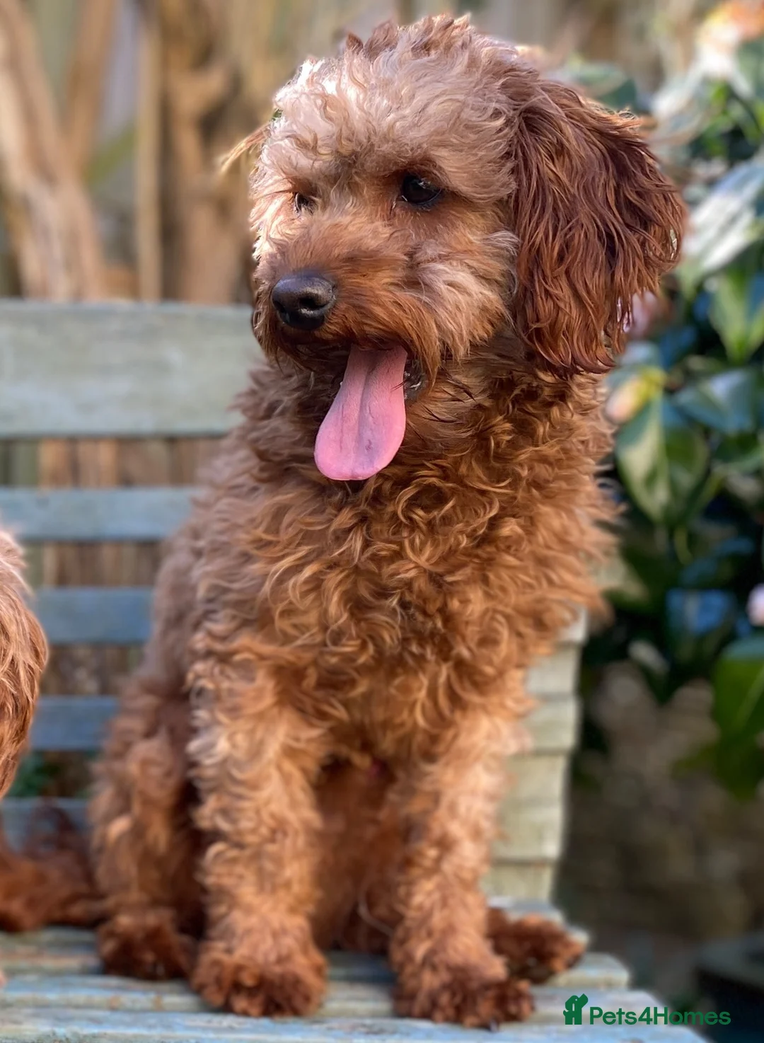 Cavapoo dogs for stud: Cavapoo Stud Dog  5.8kg. 5* Council reg’d - Advert 1