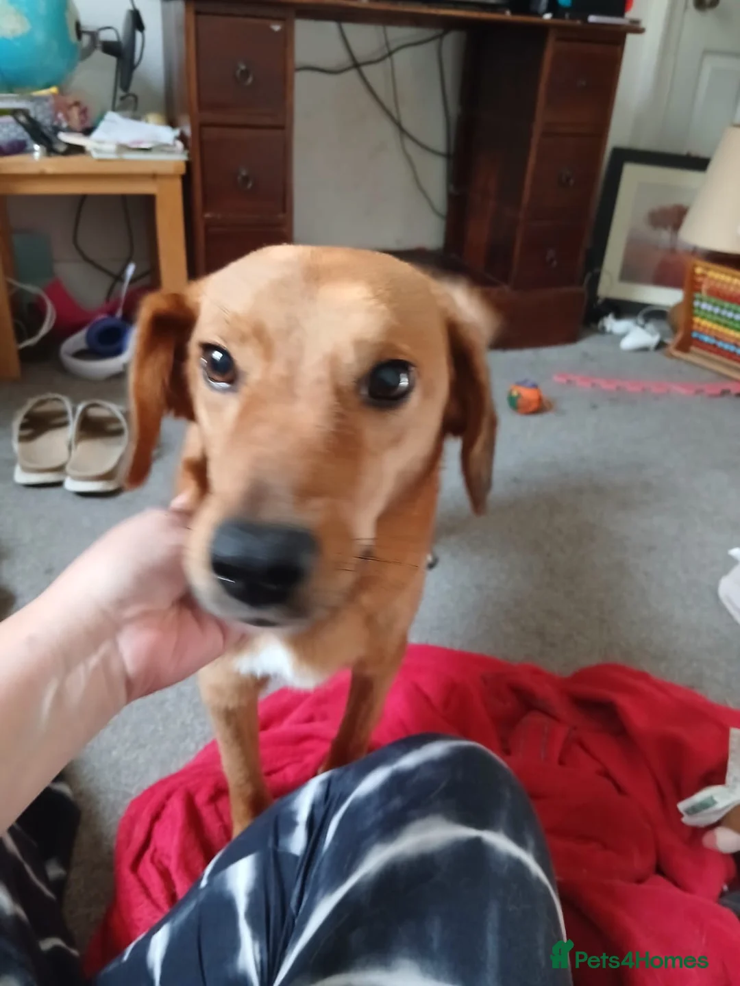 Mixed Breed dogs for adoption: 💙🐶 HARRY – A CLEVER, PLAYFUL CUDDLE BOY in Weston-super-Mare - Advert 2