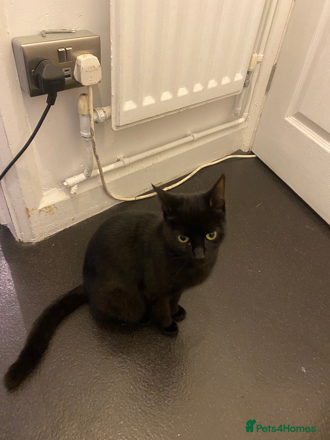 Mixed Breed cats for sale: Two female tabby kittens  - Advert 2