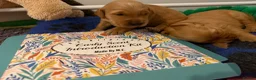 Golden Retriever dogs for sale: KC reg working golden retriever boys  - Advert 21