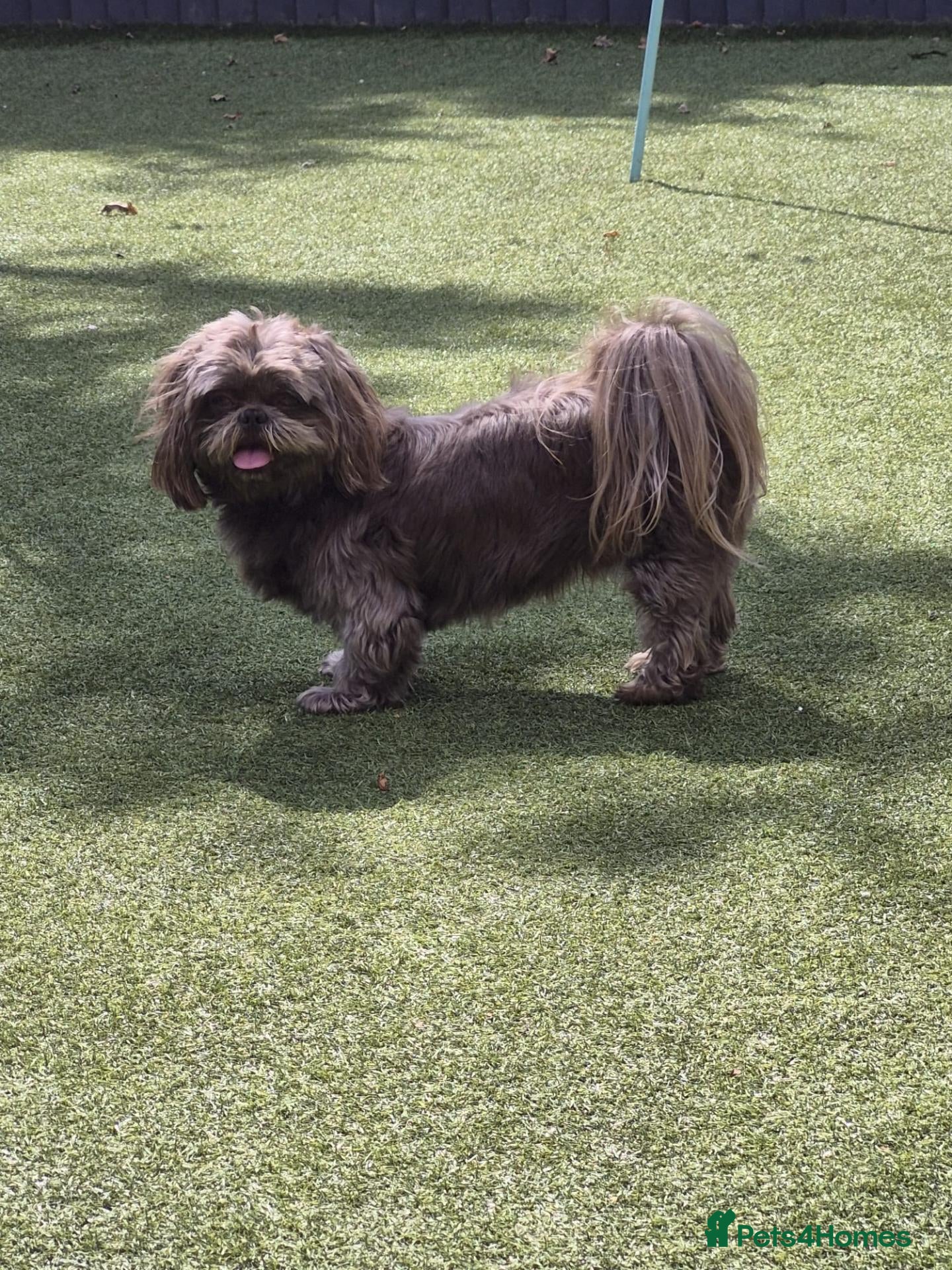 Shih Tzu dogs Shih Tzu puppies - Advert 2