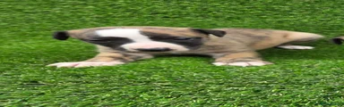 Whippet Puppy 4