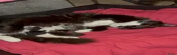 RagaMuffin cats for sale: 3 Male Ragamuffin Kittens - Advert 2