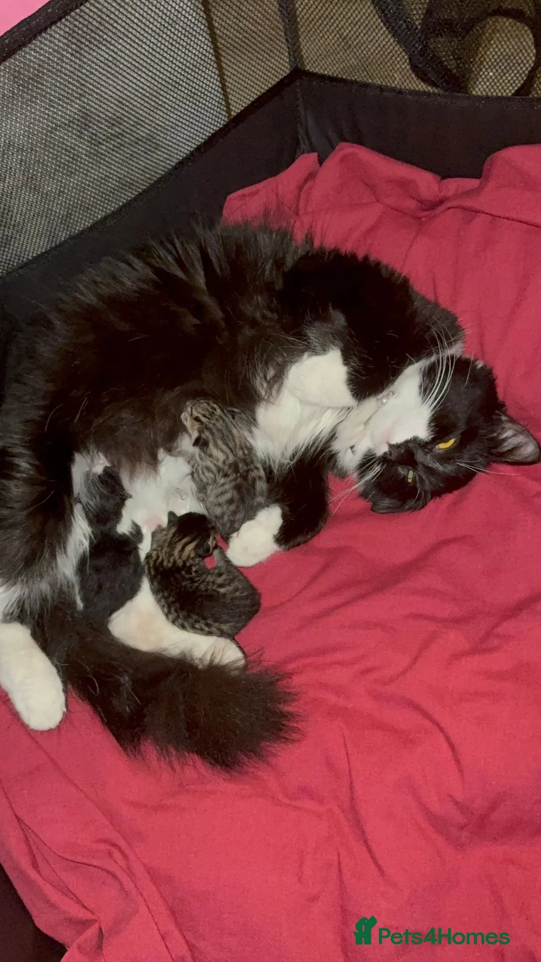 RagaMuffin cats for sale: 3 Male Ragamuffin Kittens - Advert 2