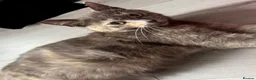 Mixed Breed cats for sale: Cookies kittens🐱 - Advert 2