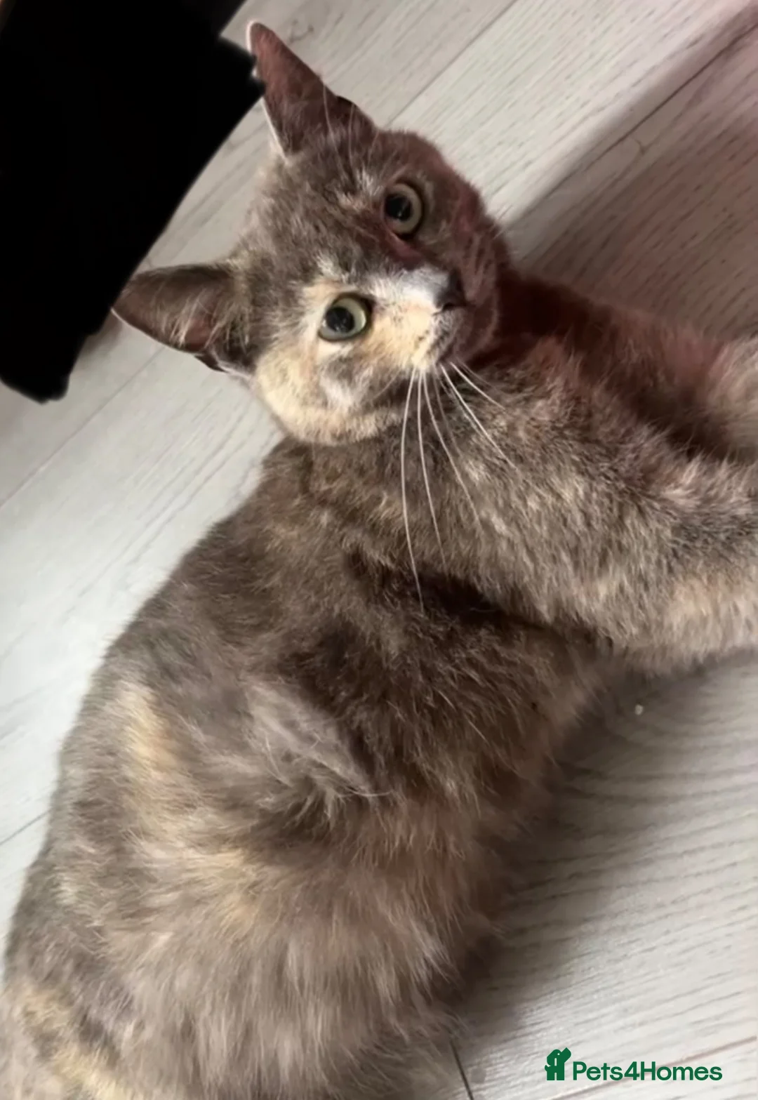Mixed Breed cats for sale: Cookies kittens🐱 - Advert 2