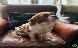 Cavapoo dogs for sale: CAVAPOO 5* LICENSED BREEDERS - Image 6