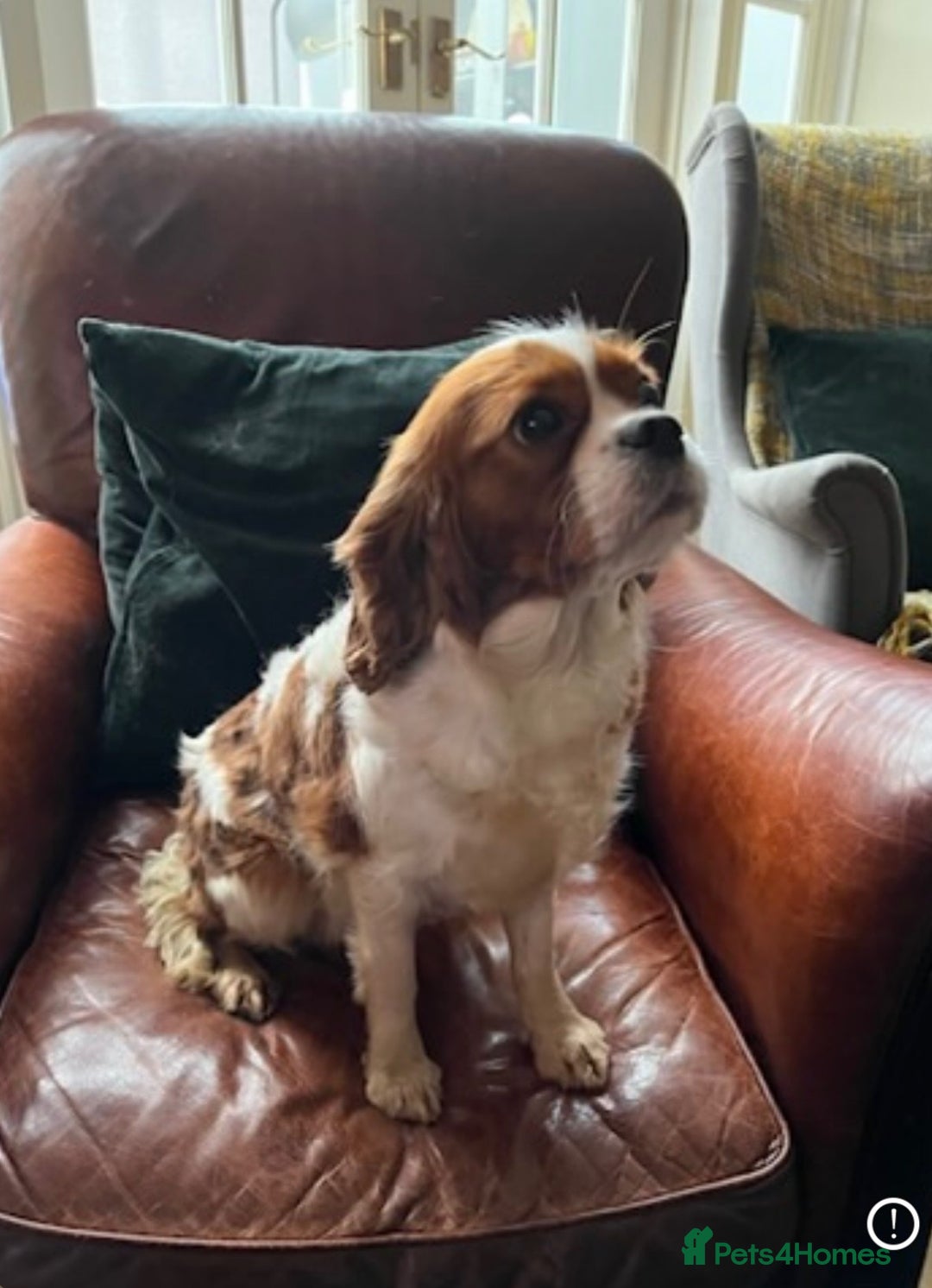 Cavapoo dogs for sale: CAVAPOO 5* LICENSED BREEDERS - Image 6