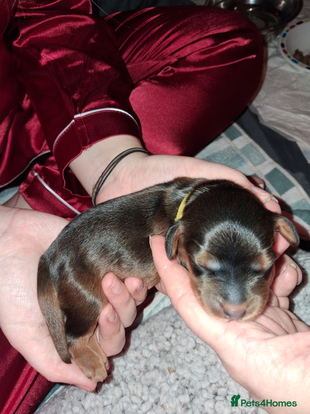 Cockapoo dogs for sale: Cockapoo puppies F2 - Advert 13