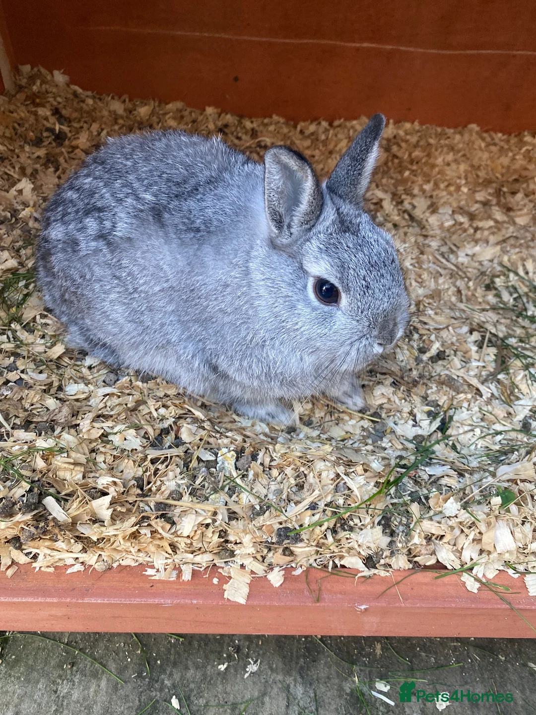 Netherland Dwarf rabbits for sale: Netherland Dwarf rabbit - Advert 2