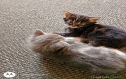 Norwegian Forest Cat cats for sale: 4 11 week old kittens  - Image 17