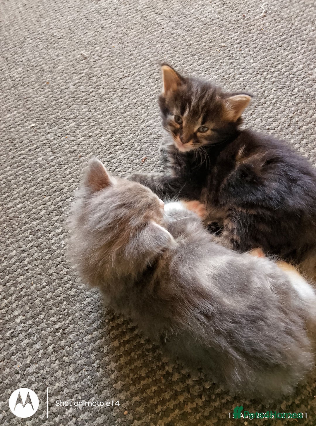 Norwegian Forest Cat cats for sale: 4 11 week old kittens  - Image 17